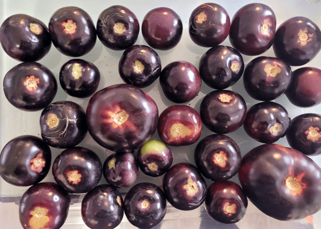 Dark Galaxy, Indigo Rose