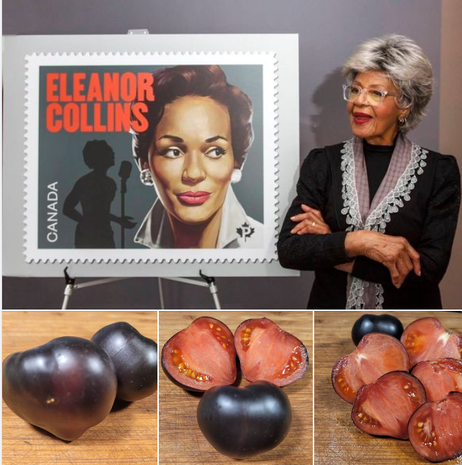 Eleanor Collins