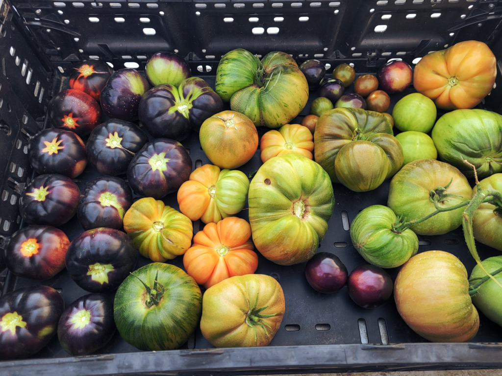 Mixed tray of tomatoes