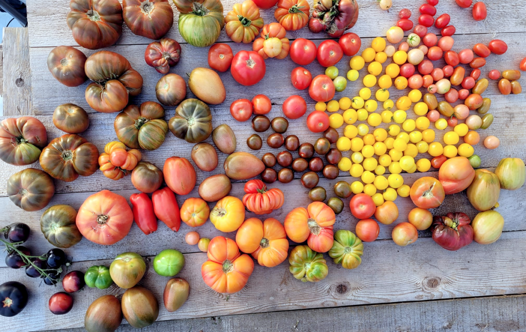 Tomato Collection
