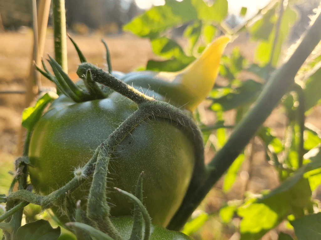 Tomato Nose