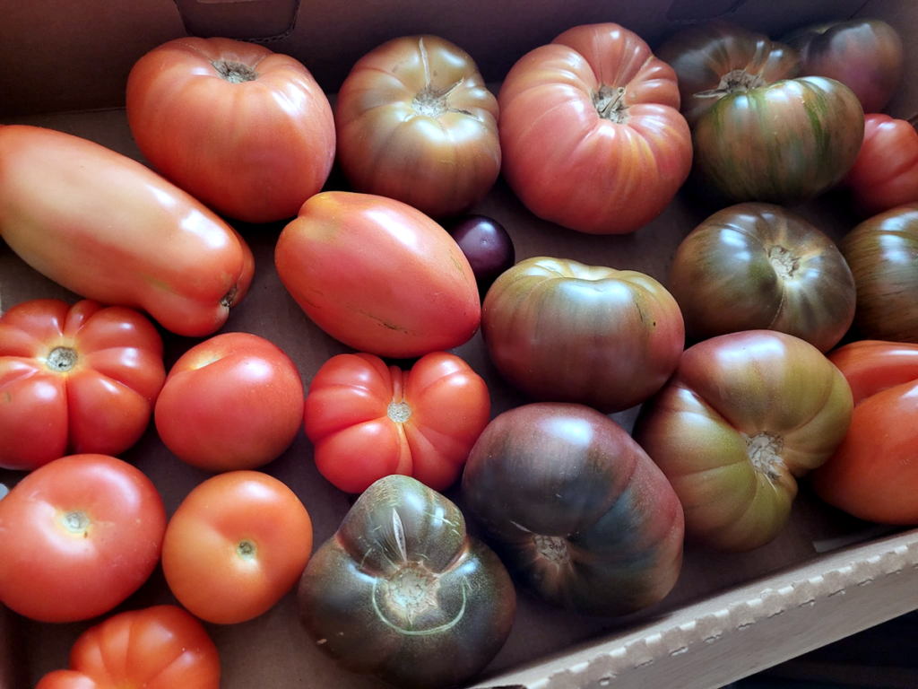 Tomatoes