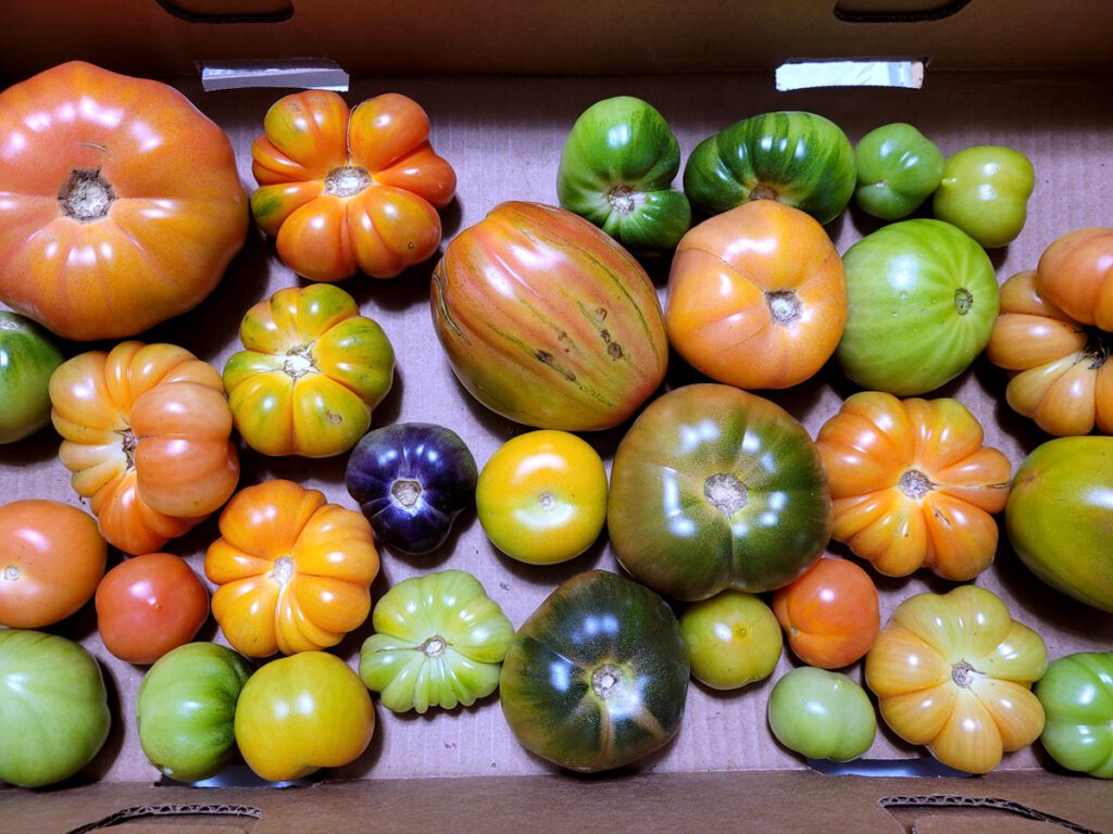 Mixed tray of tomatoes, Black Krim, Dark Galaxy, Indigo Rose, Matina, Aedwyna, Costoluto Florentino, Mary's Austrian, and more