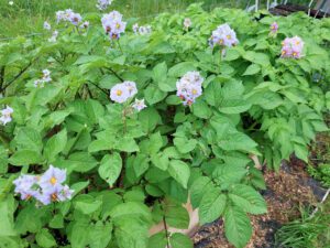 Russian Blue Potato Flowers
