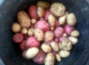 Freshly dug potatoes