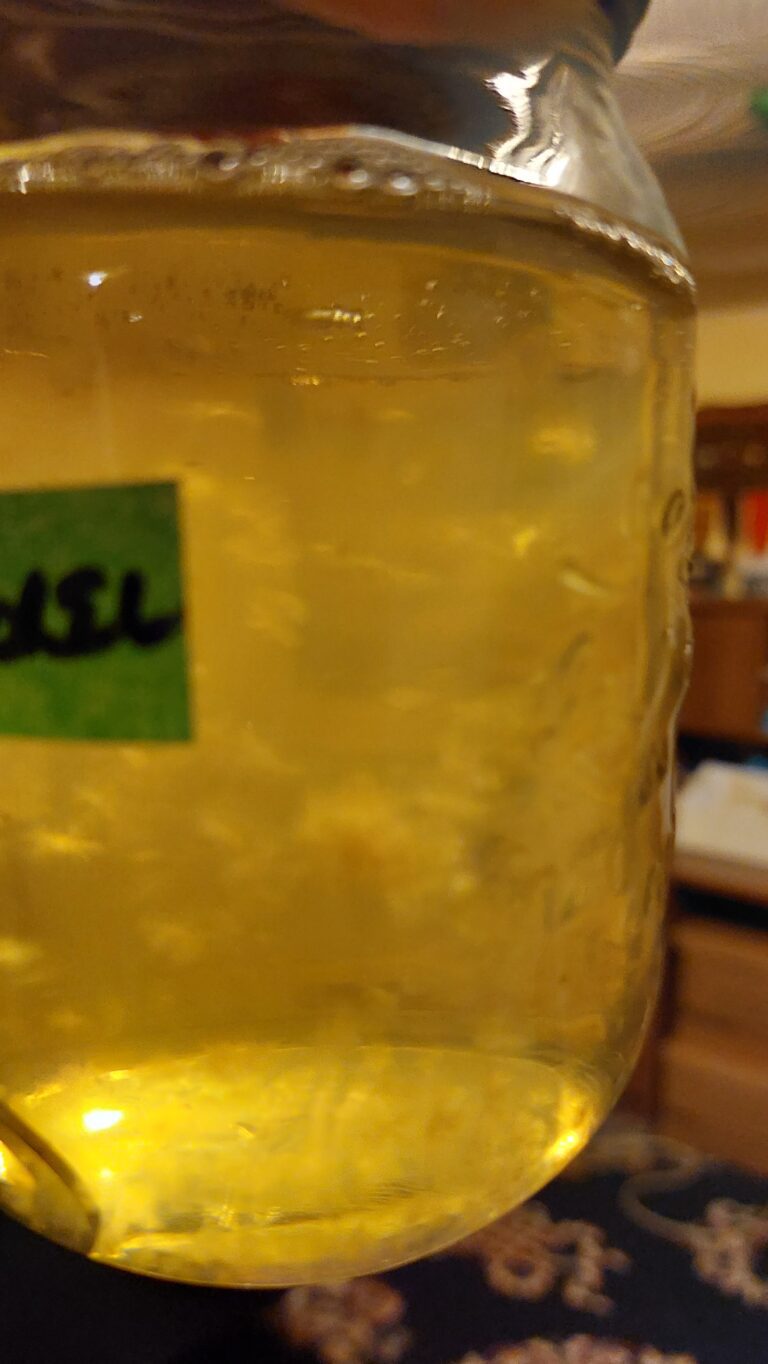 black morel mycelium in liquid culture