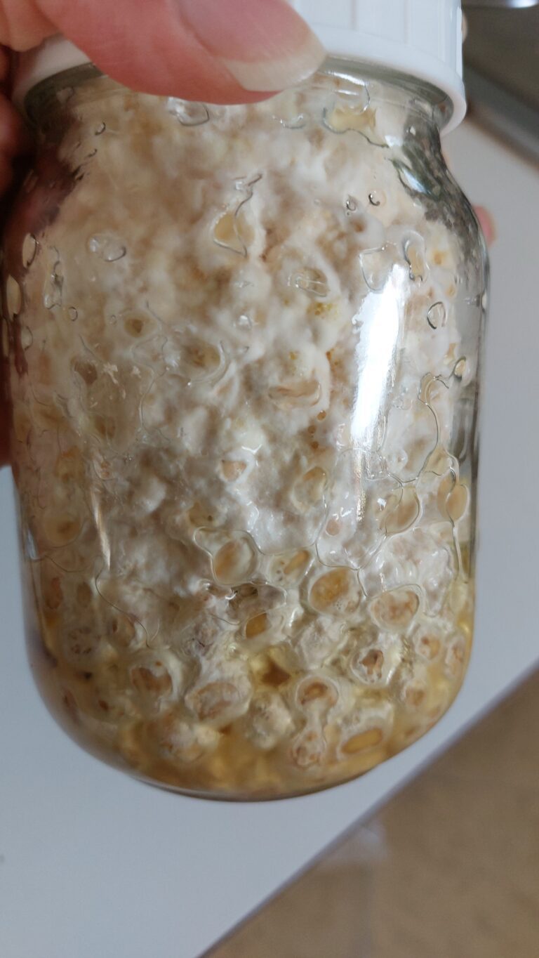Popcorn kernels covered in mycelium