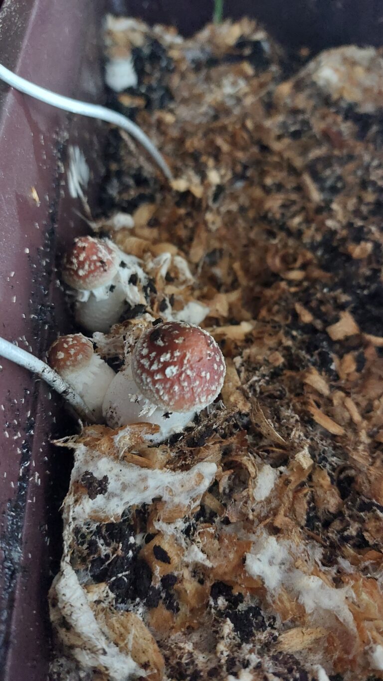 Baby wine cap mushrooms growing in soil