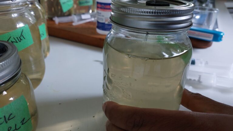 Injecting the purchased liquid culture into new sweet-water for propagation.