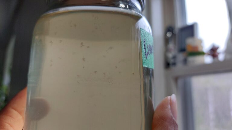 You can see the mycelium (culture) in the new liquid, ready to propagate!