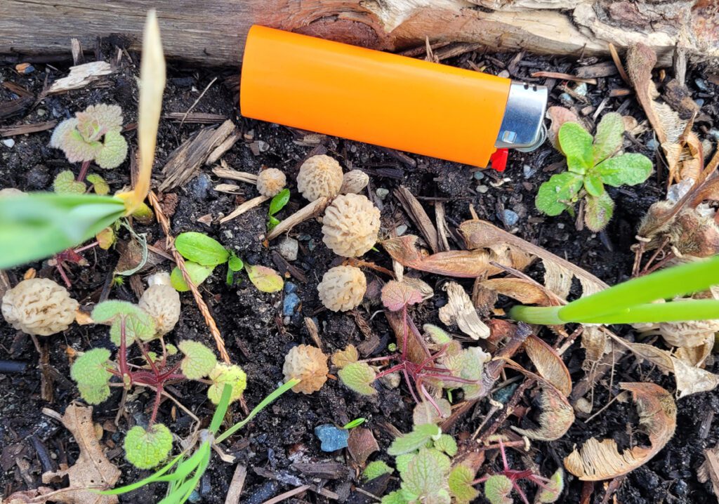 Morel mushrooms with lighter for reference