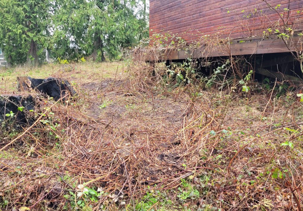 Behind the big shed, where we have already begun clearing the blackberries
