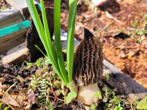 Morel mushroom beside garlic stalk