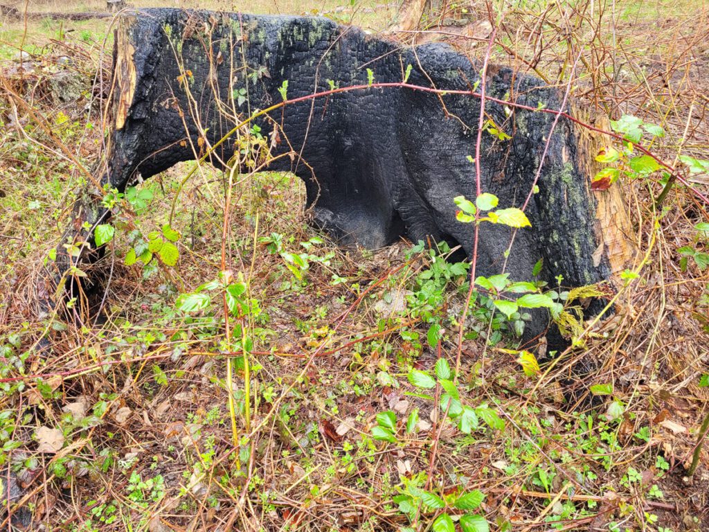 Burned out stump that will become a mushroom planter