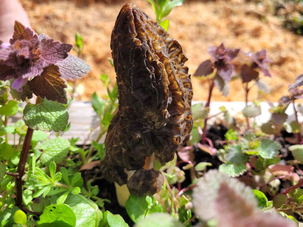 Morel poking through the weeds
