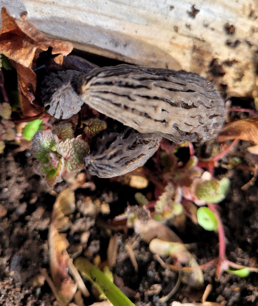 Three morels