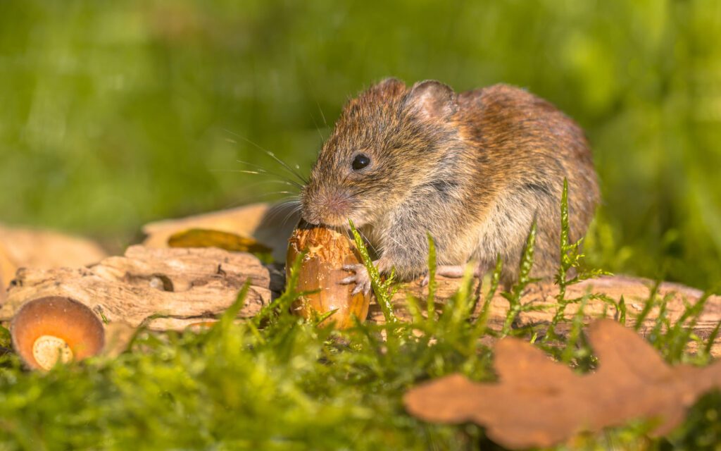 Bank vole eating acorn
