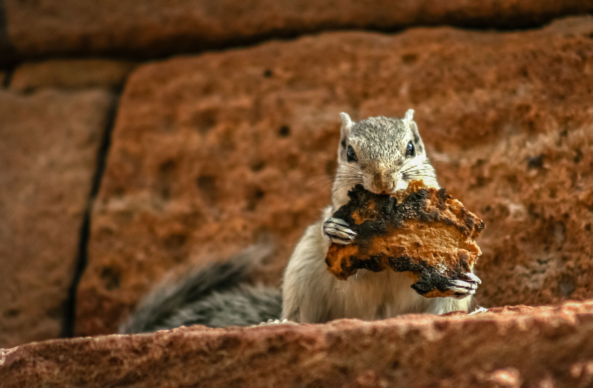 Grey squirrel eating laftovers of a toasted piece of bread, sitting on the wall of fort in Jaipur, India