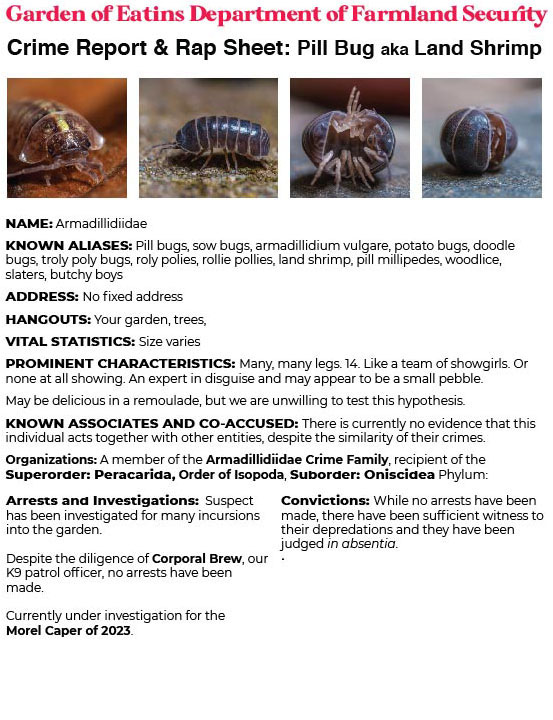 Crime Report & Rap Sheet: Pill Bugs aka Land Shrimp