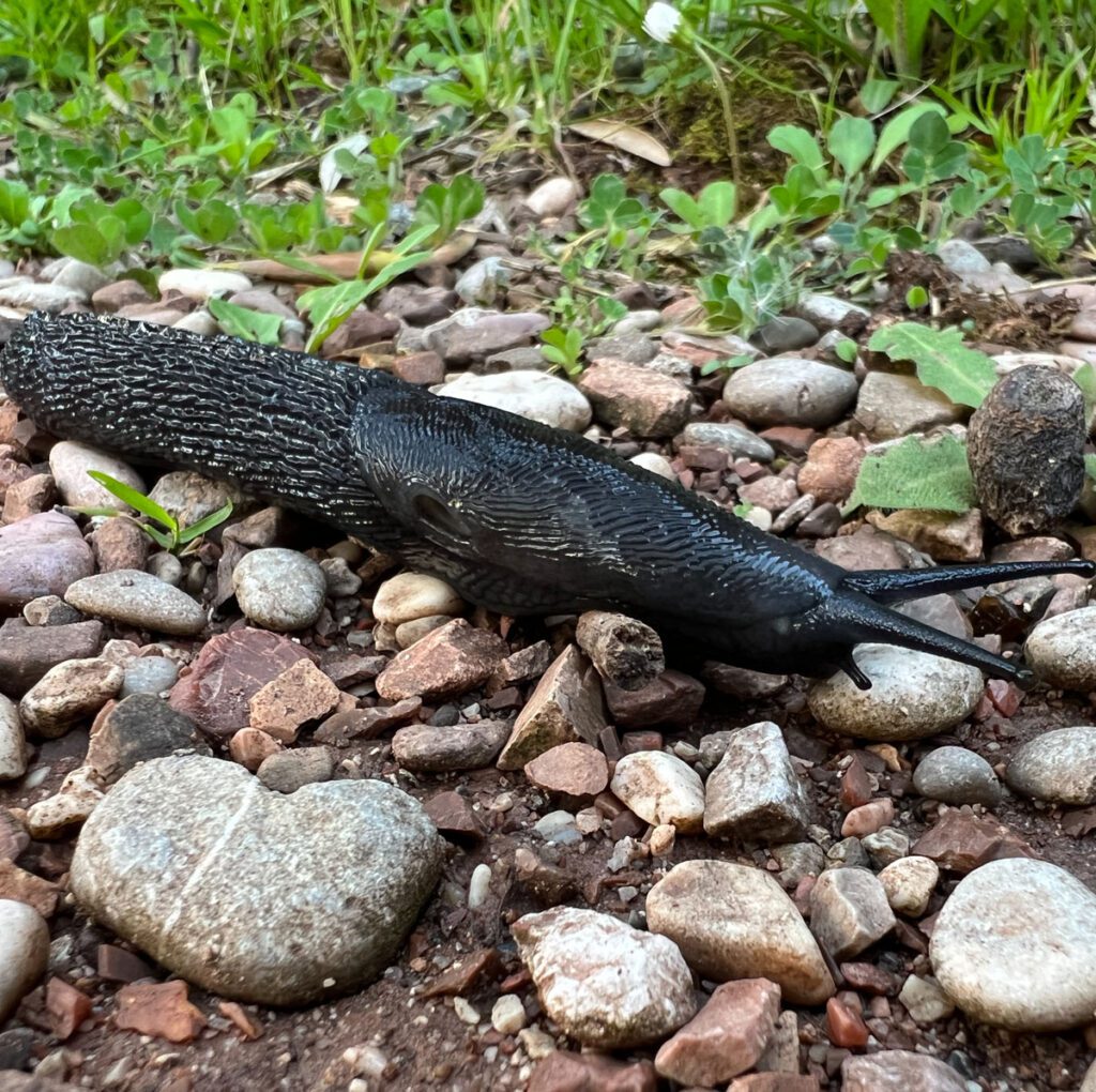 Black slug with horns crawling on gravel