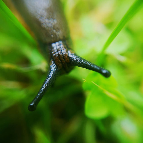Snail head close-up on green ground