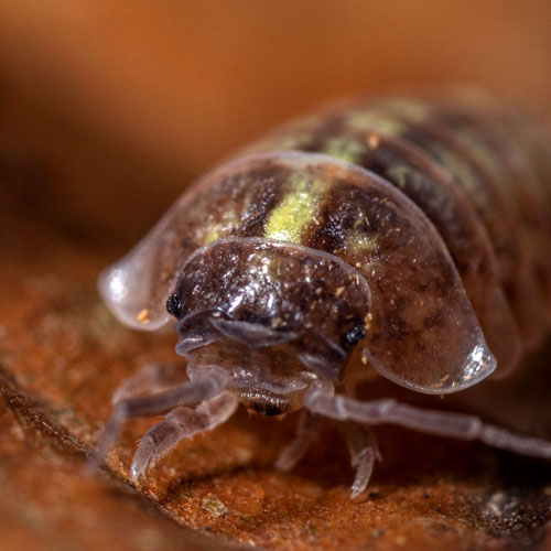 A macro shot of Roly-poly (Armadillidium Vulgare) terrestrial isopod