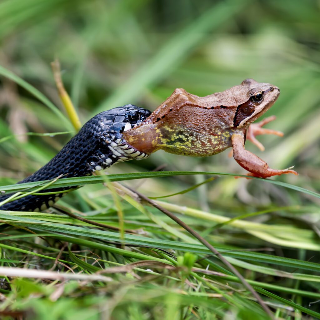 Snake eating big frog