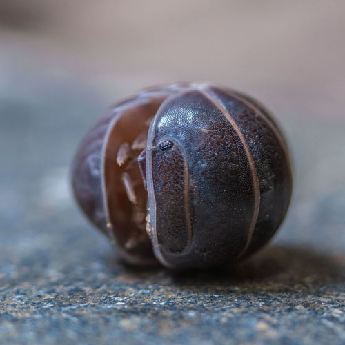 Woodlouse landshrimp being a ball
