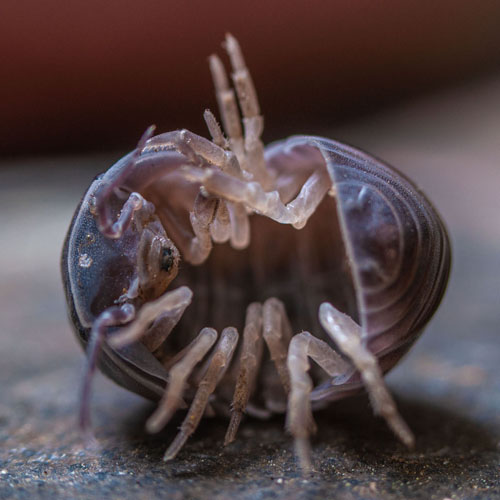 Woodlouse isopod being a ball