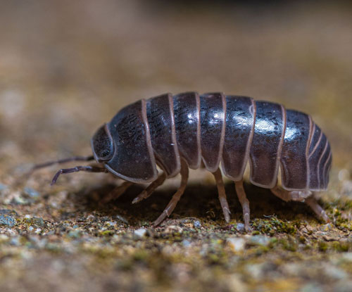 Woodlouse, isopodod walking