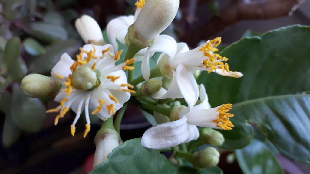 Lemon flowers