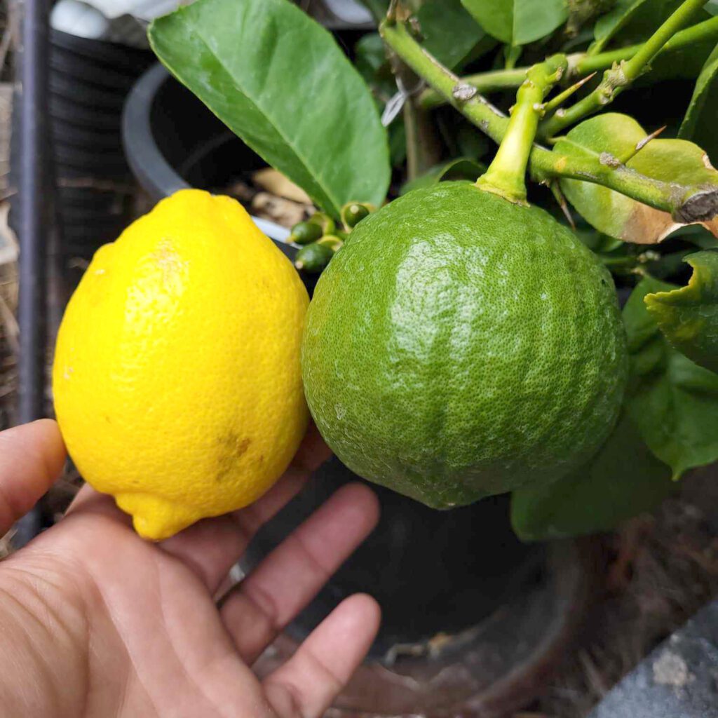 Comparison of store and tree lemon