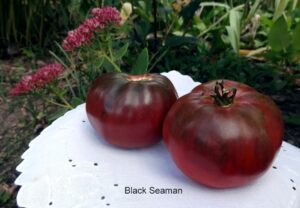 Black Seaman Tomato