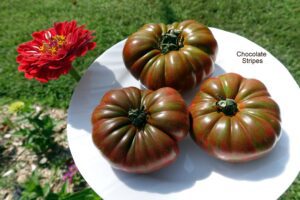 Chocolate Stripes Tomato