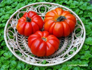 Costoluto Florentino Tomato