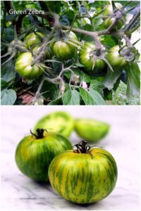 Green Zebra Tomato