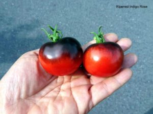 Indigo Rose Tomato