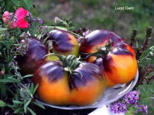 Lucid Gem Tomato