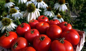 Matina Tomato