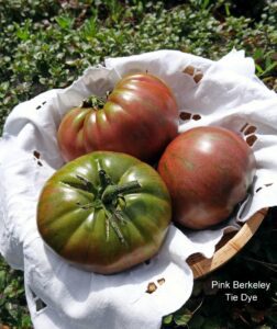 Pink Berkely Tie Dye Tomato