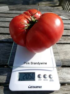 Pink Brandywine Tomato