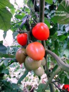 Principe Borghese Tomato