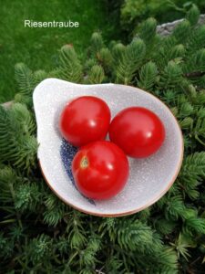 Reisentraube Tomato