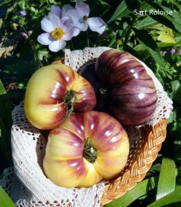 Sart Roloise Tomato