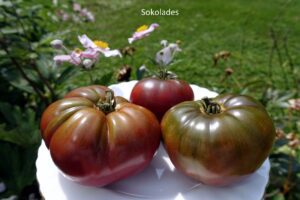 Sokolades Tomato