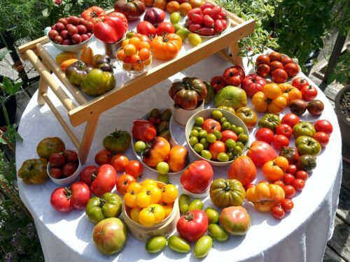 Tomato Table