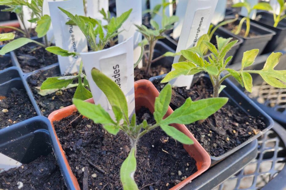 Tomato starts April 22 24