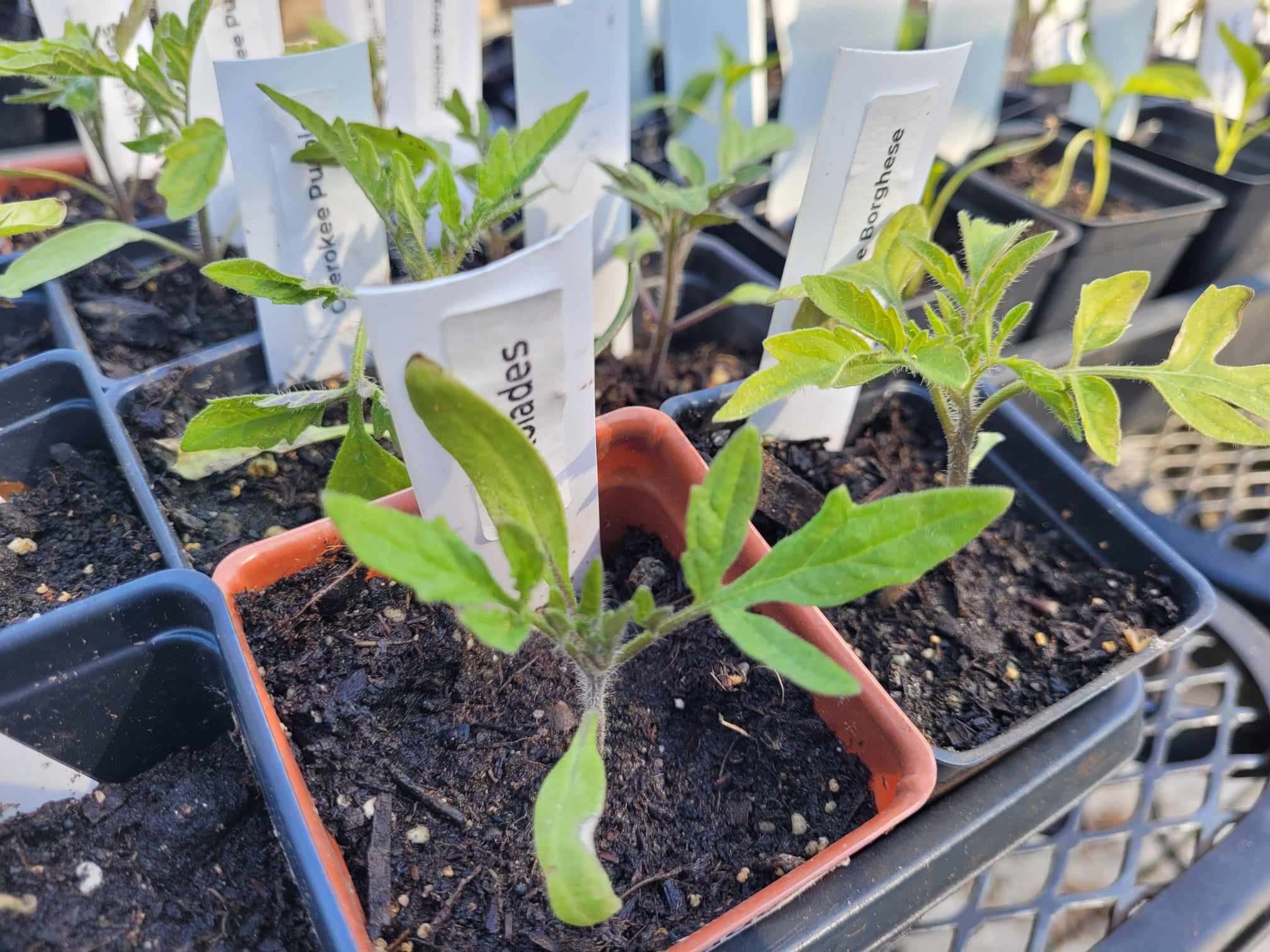 Tomato starts April 22 24