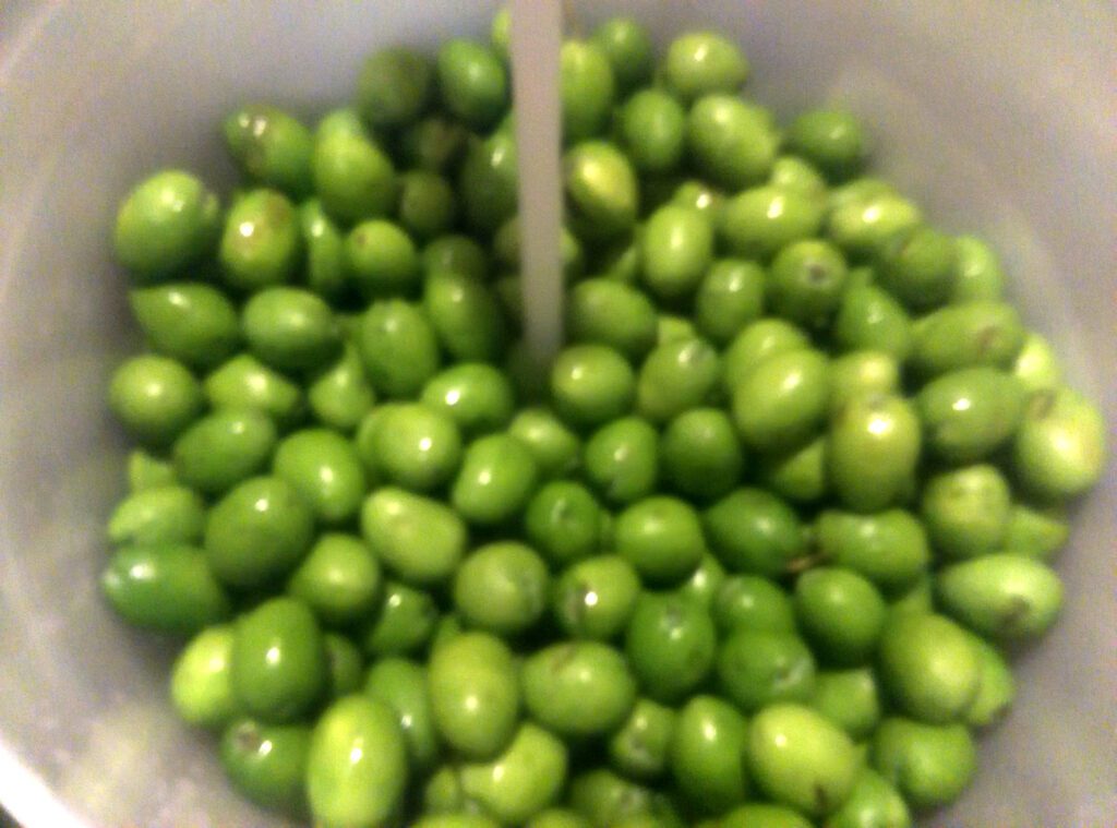 Washing olives