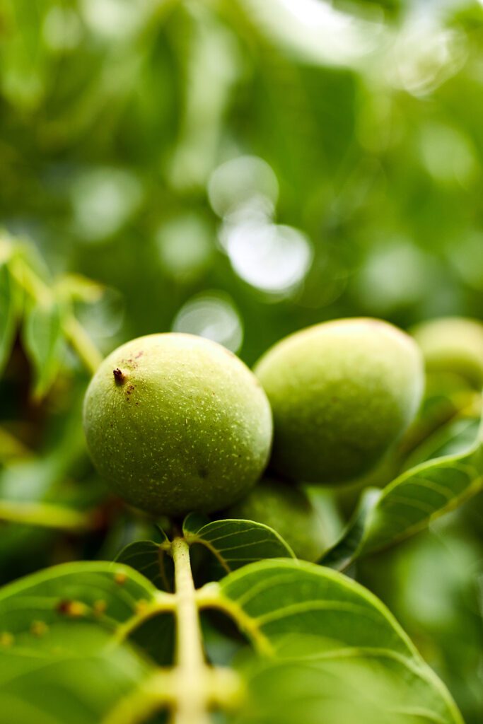 Walnuts ready to harvest from tree Green leaves background